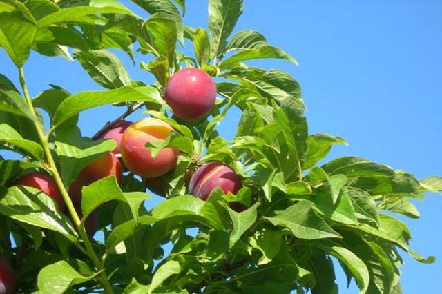 Del árbol a la mesa