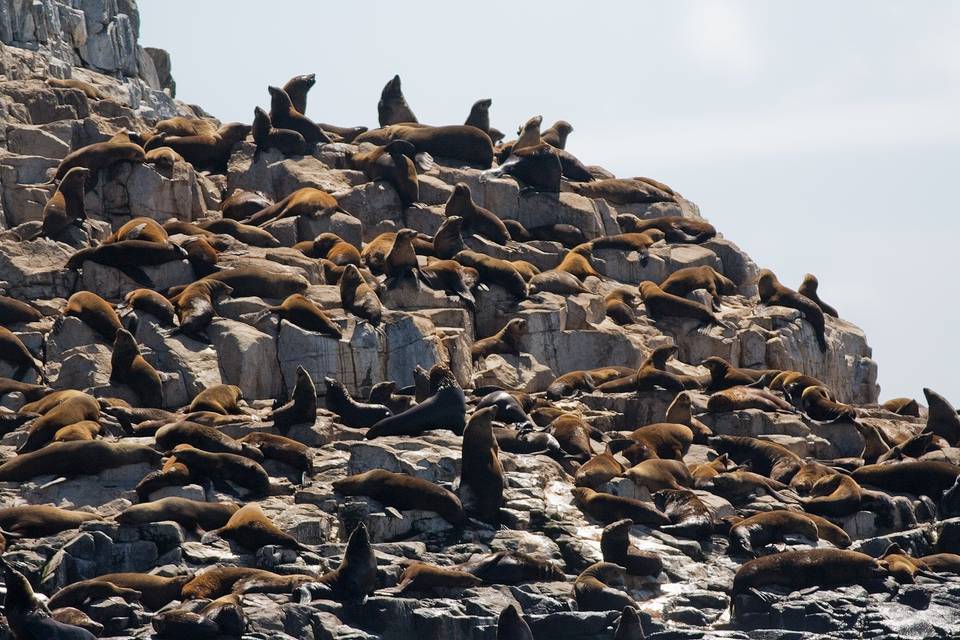 The Friars, Tasmania