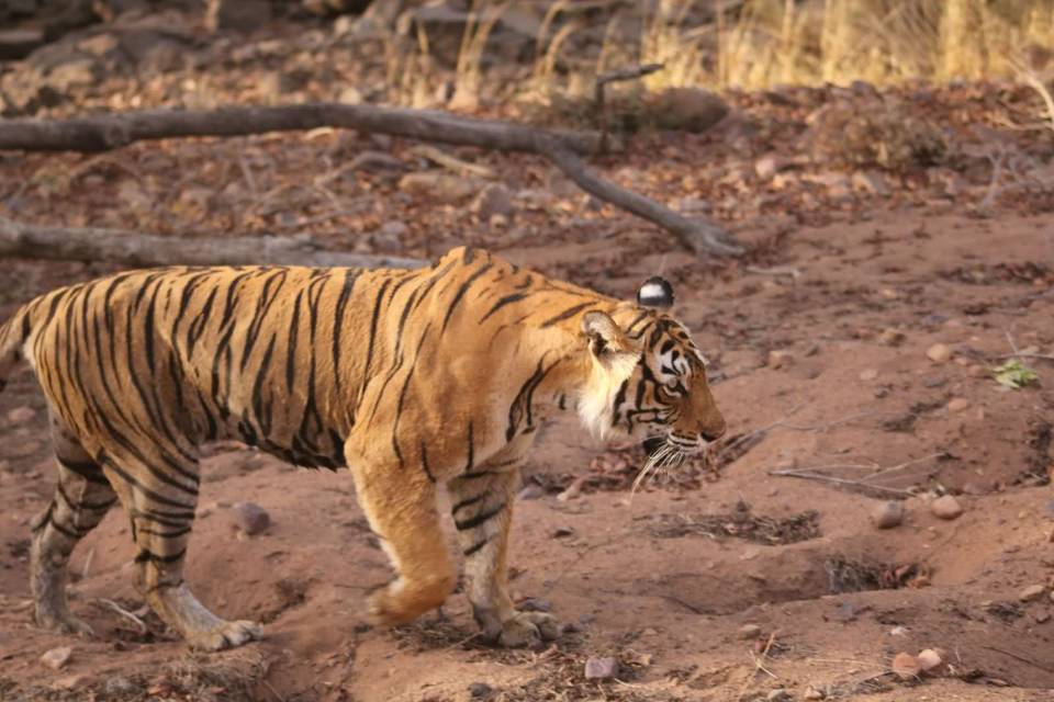 Ranthambore Bengal Tiger India