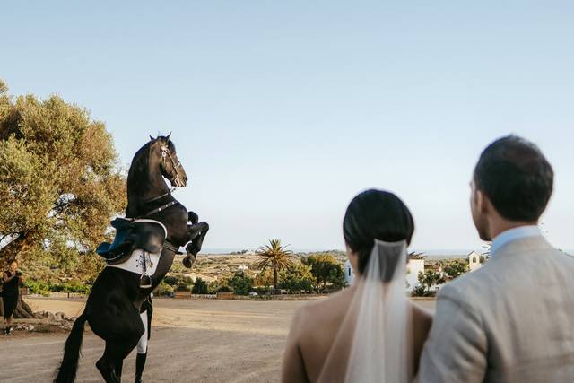 Boda E&N