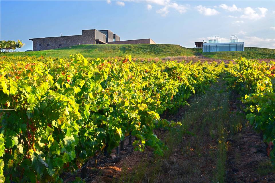 Buezo, bodega y restaurante