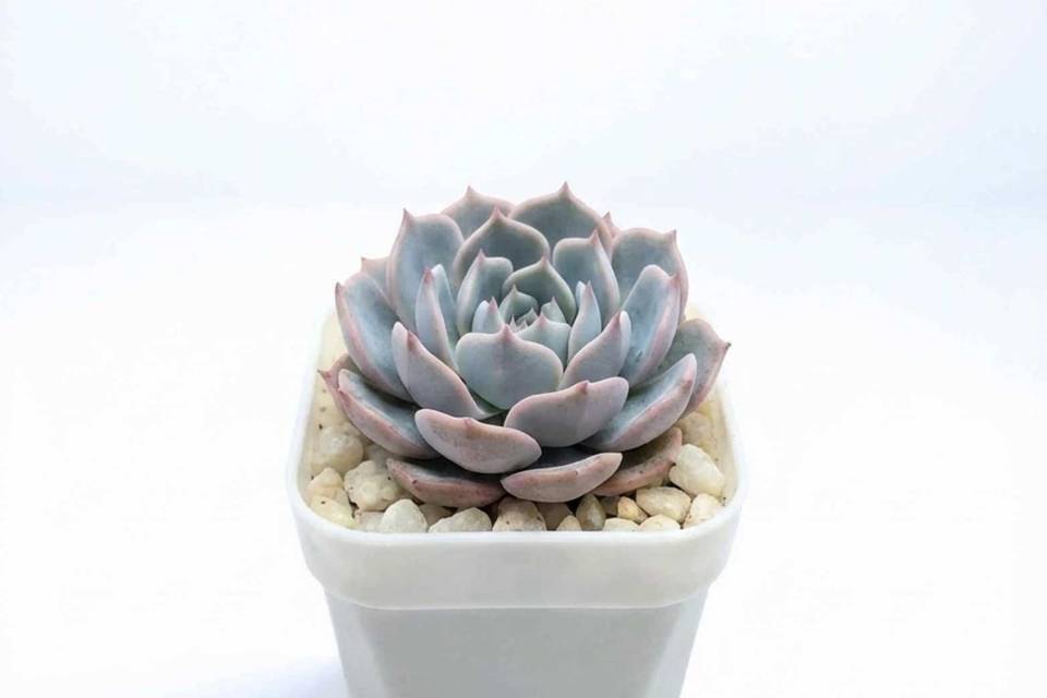 Elegantes suculentas