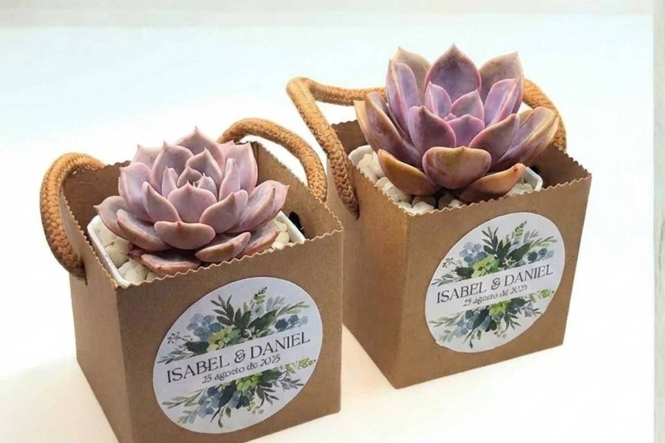 Detalles suculentas kraft