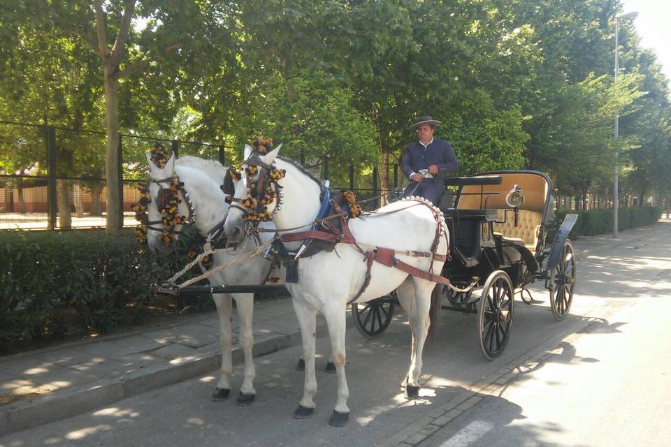 Tronco de caballos tordos