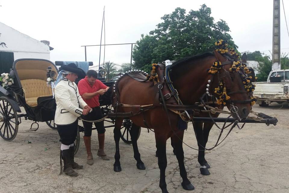 Picadero Rocío Cazorla - Coche de caballos