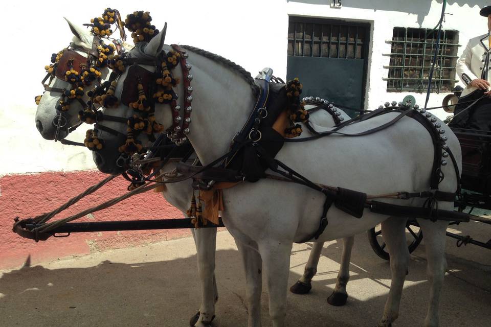 Picadero Rocío Cazorla - Coche de caballos