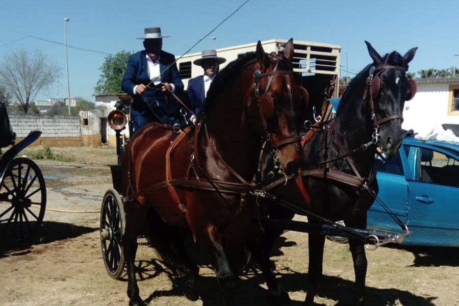 Picadero Rocío Cazorla - Coche de caballos