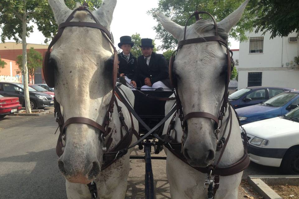 Picadero Rocío Cazorla - Coche de caballos