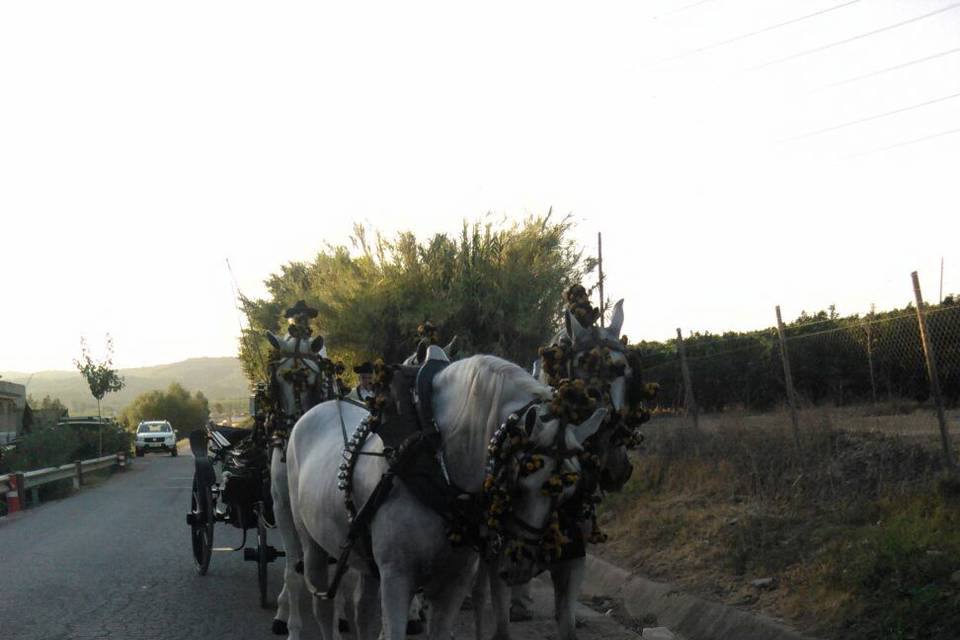 Picadero Rocío Cazorla - Coche de caballos