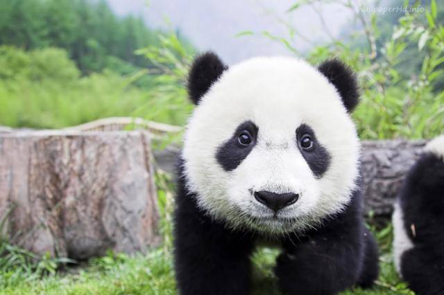 Osos pandas en China