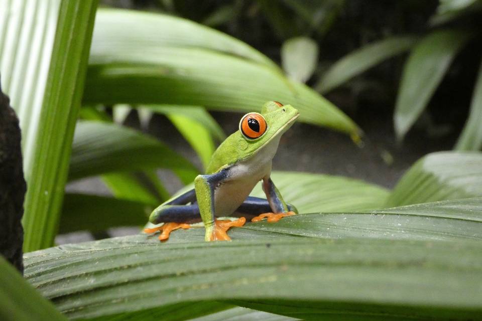 Costa Rica