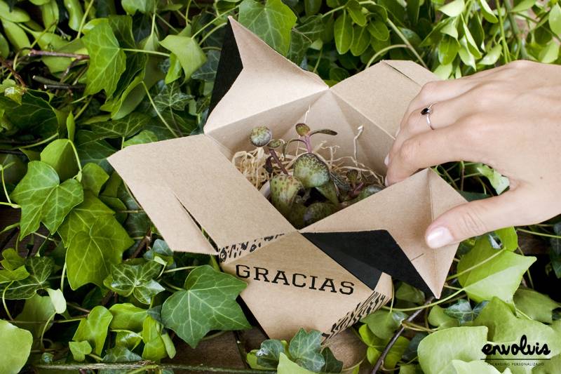 Caja para cactus