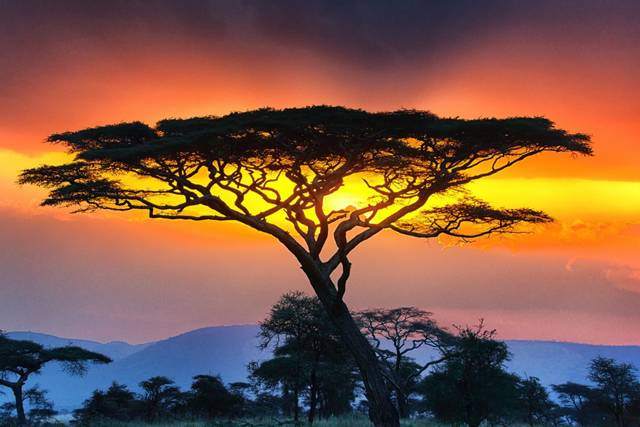Serengueti, Tanzania