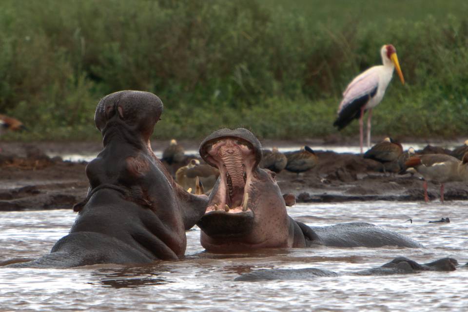 Lago Nakuru