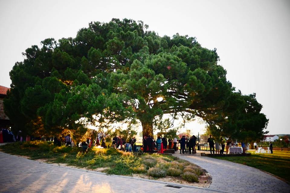 Vídeos de boda León