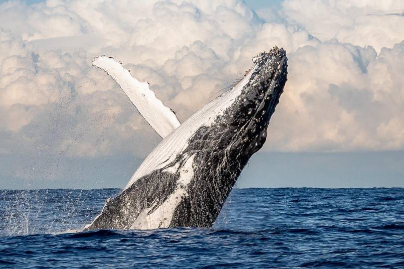 Ballenas