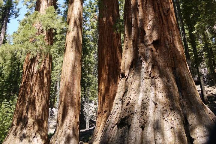 Parque Nacional de Yosemite