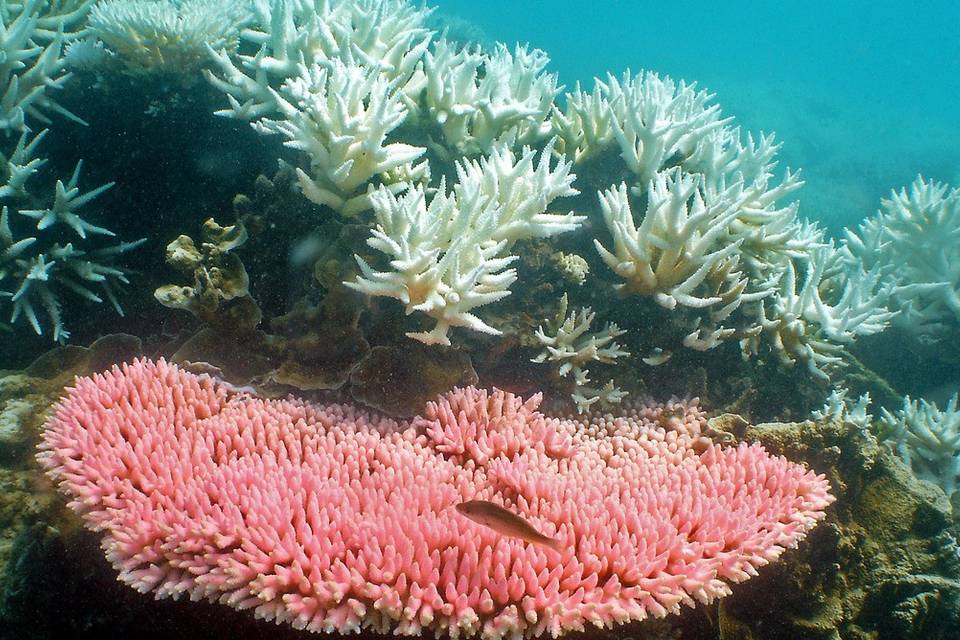 Barrera de coral, Australia