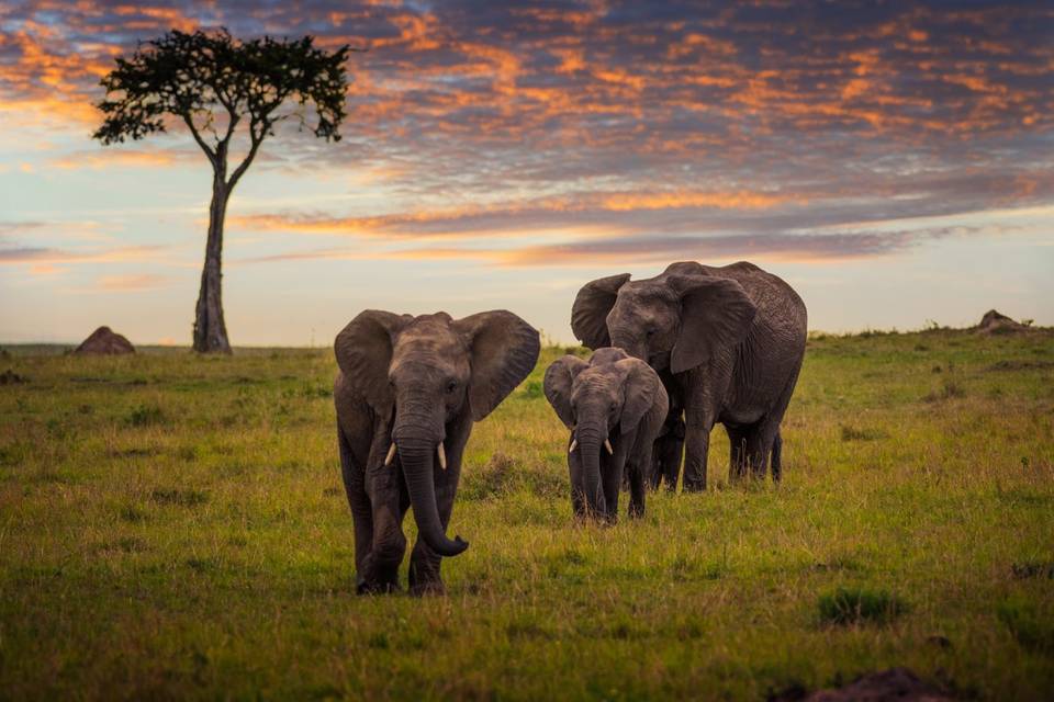 Fauna
