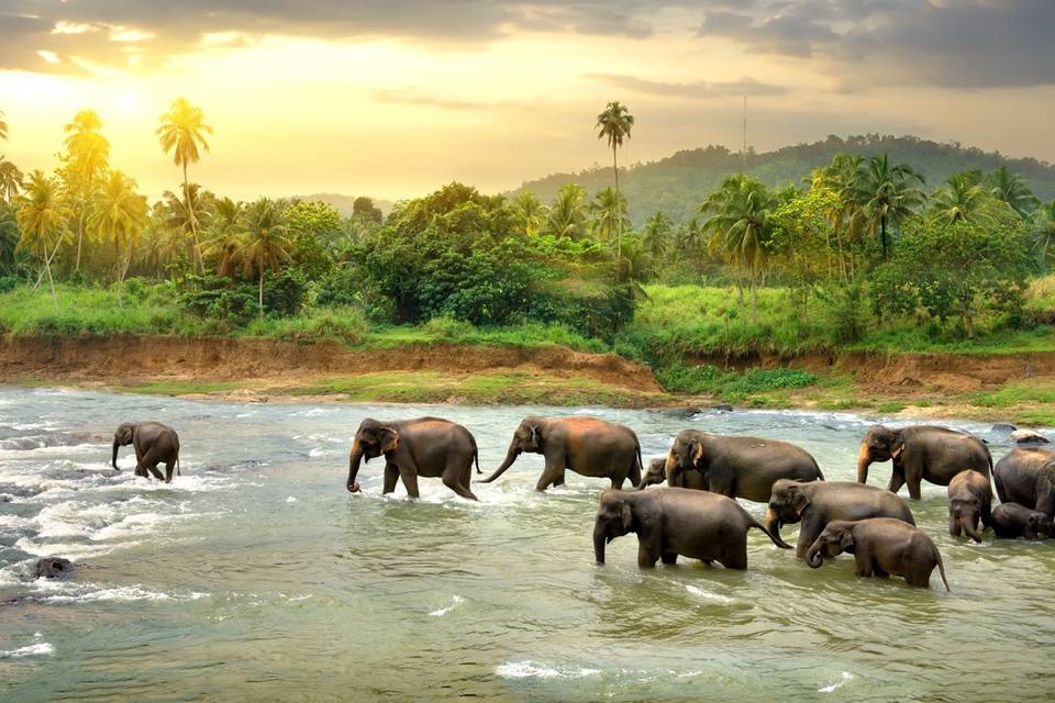 Fauna en Sri Lanka