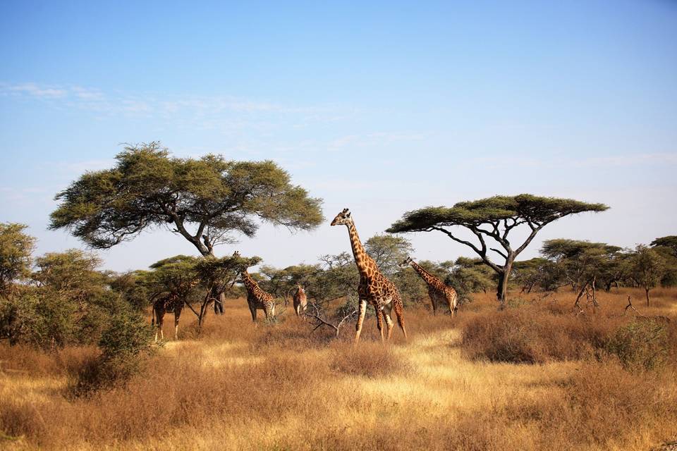 Safari en Tanzania