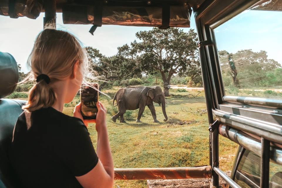 Safaris