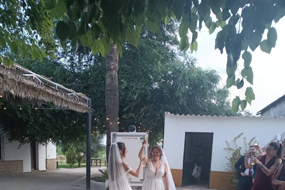 Brindis
