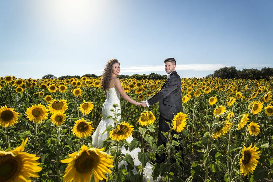 Girasoles