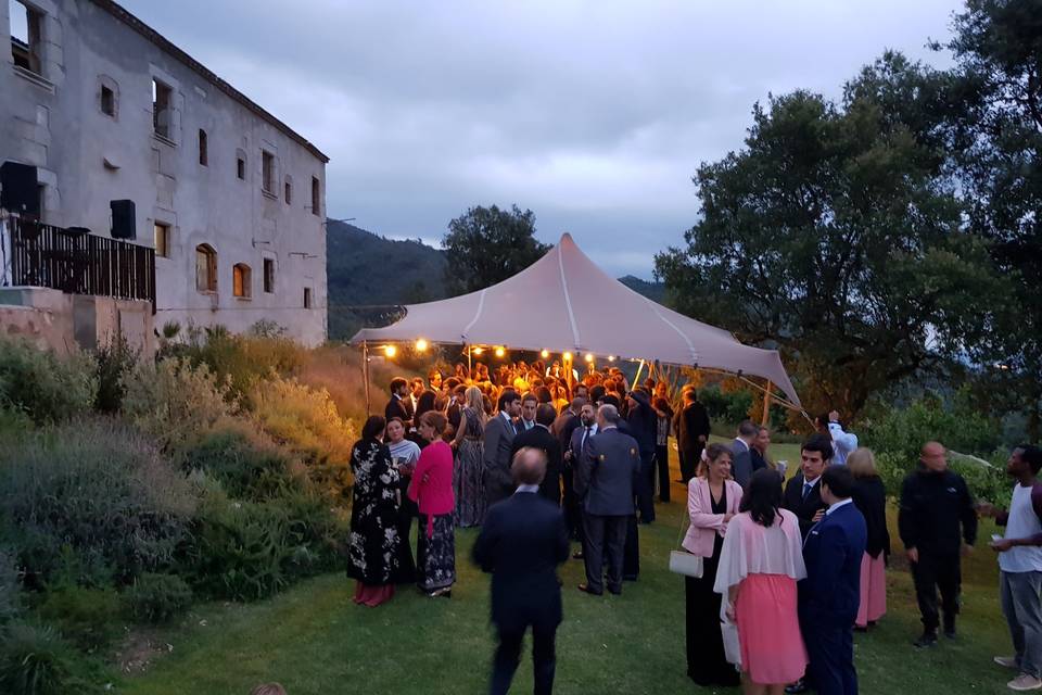 Carpas en el jardín