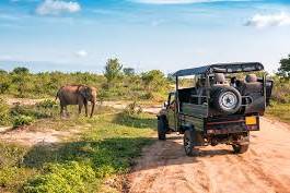 Safari