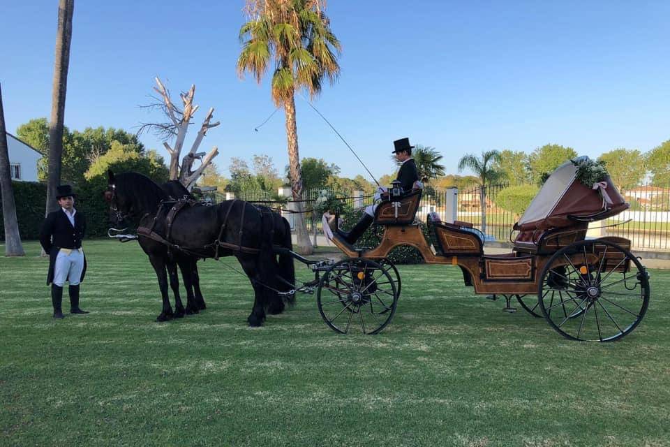 Coches de caballos sociables