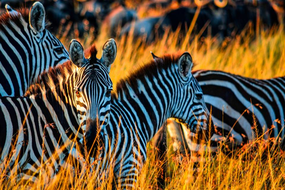 Kenia - Avistamiento Zebras