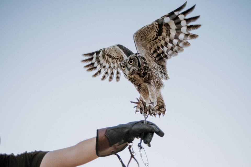 Rapaces La Medina