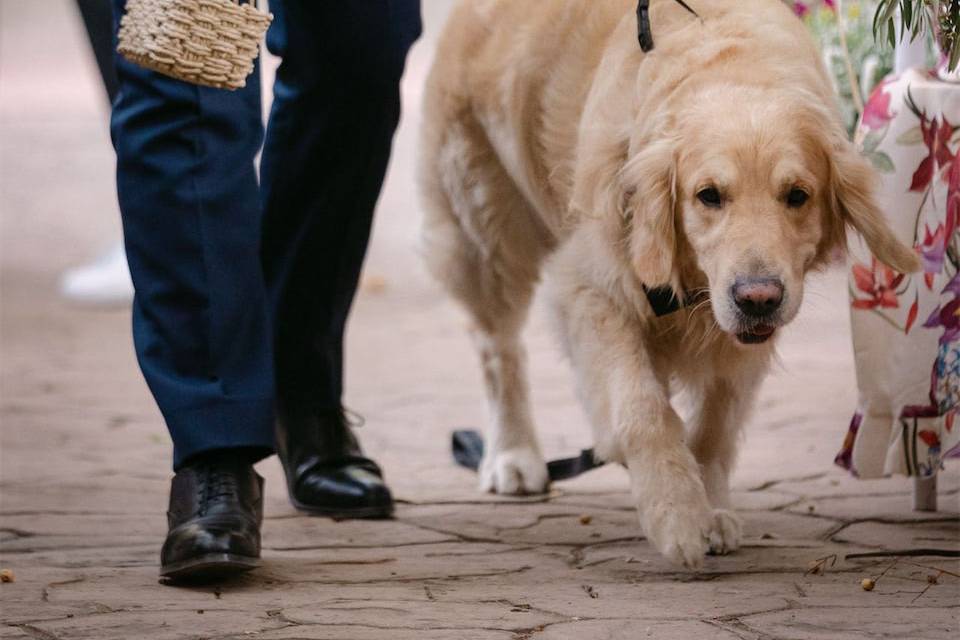 Perro y anillos