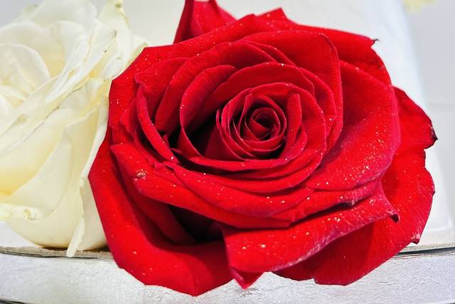 Rosas frescas