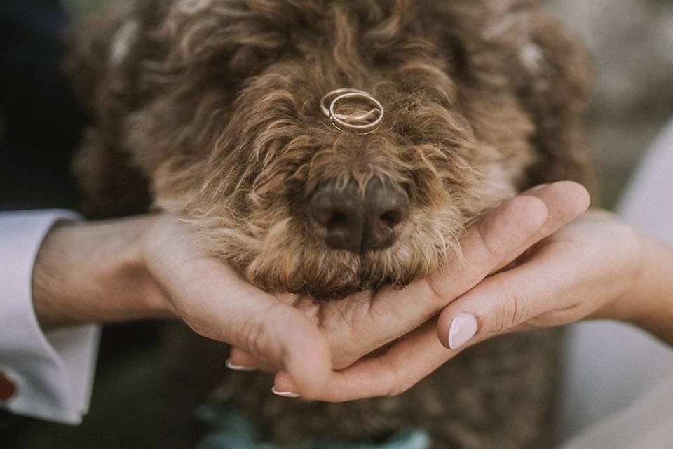 Anillos Perro de Agua