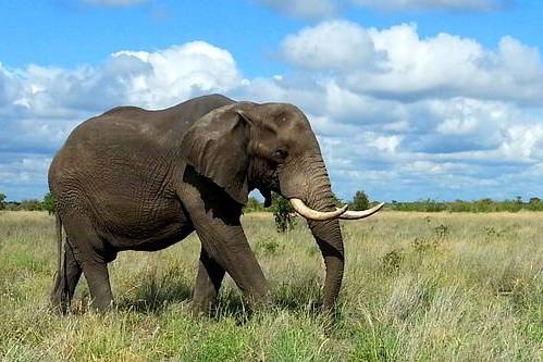 Parc Nacional Kruger