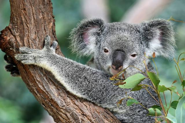 Australia-Koala