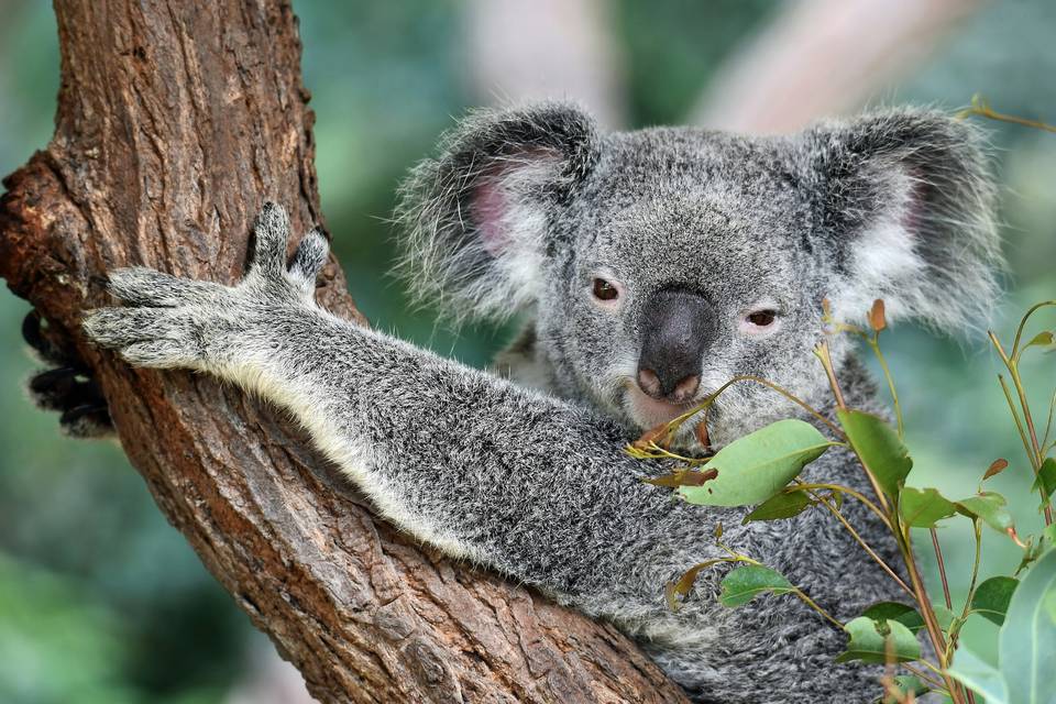 Australia-Koala