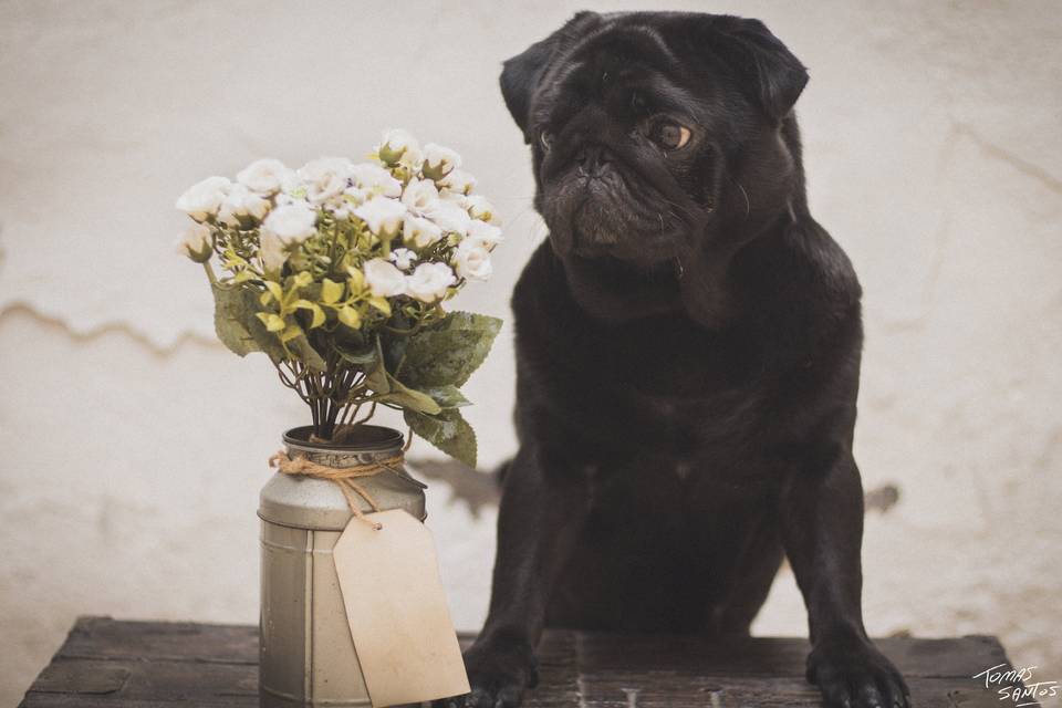 Mascotas que quieren fotos