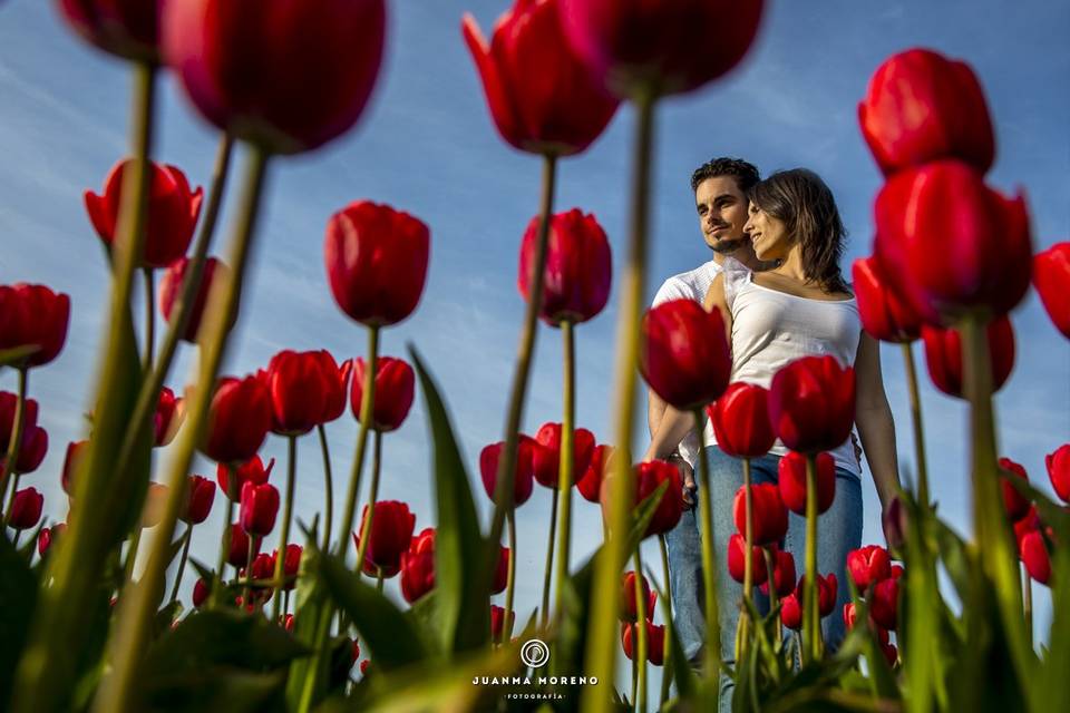 Preboda en Holanda