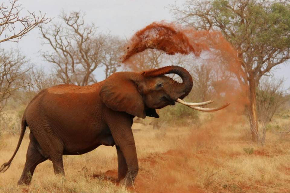 Safari