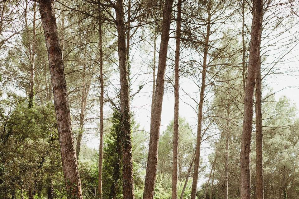 Ceremonia en el bosque