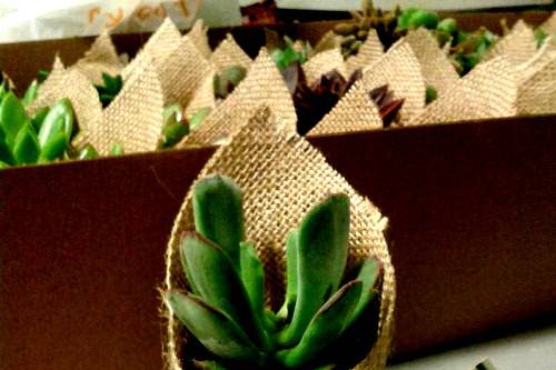 Cactus decorados