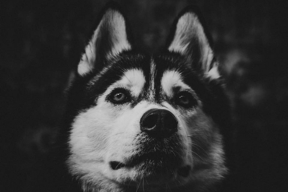 Pet Photo