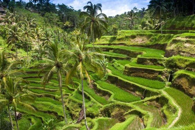 Terrazas de arroz