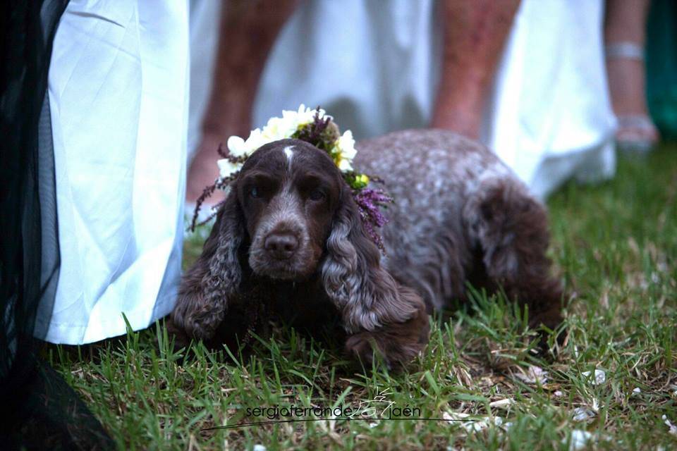 Floristería Crisálida