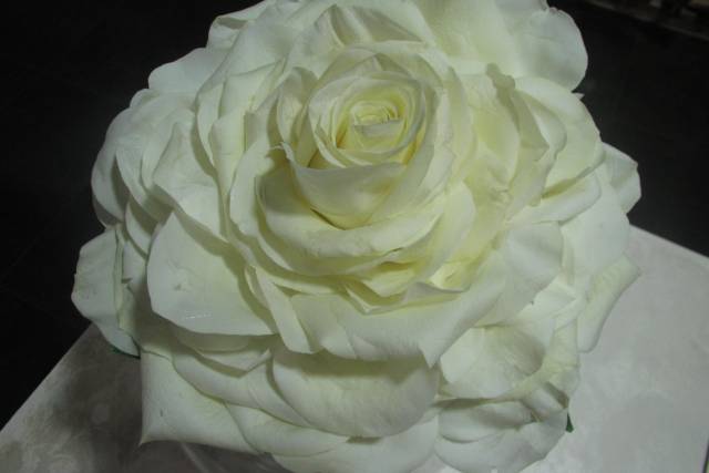 Rosmelia
