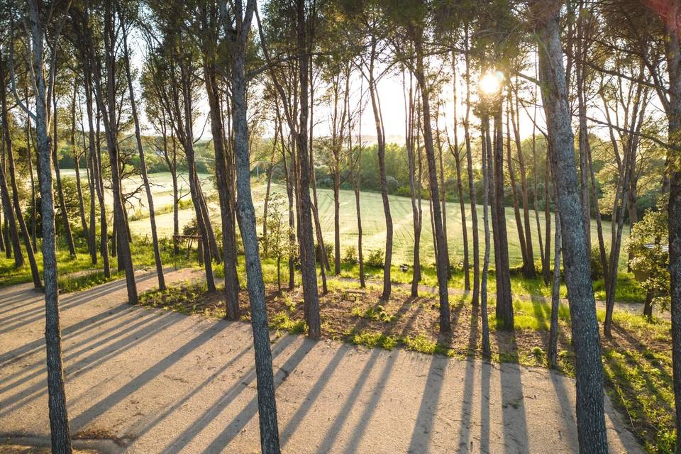 La pineda