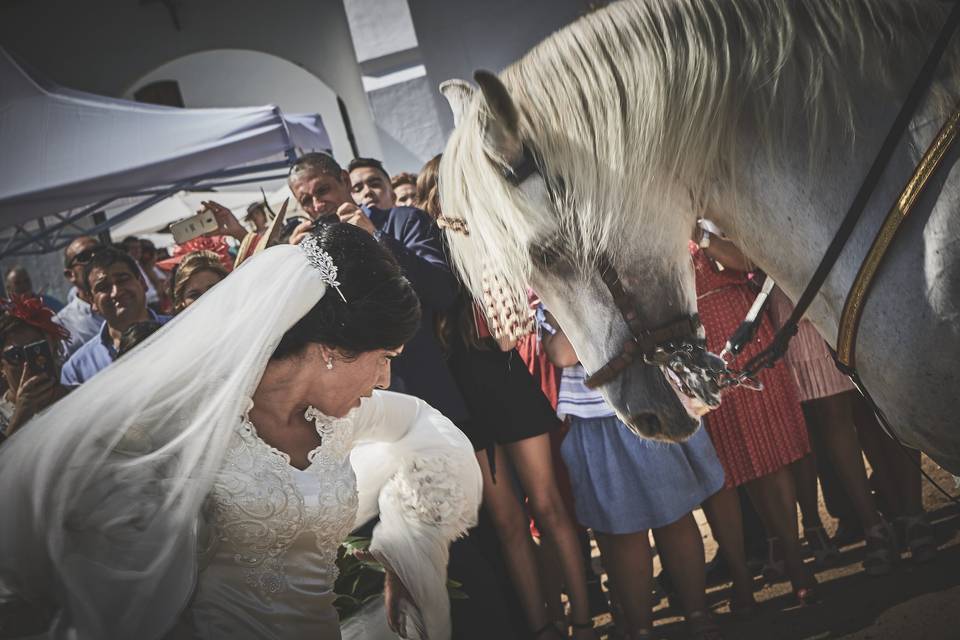 Novia bailando con caballo